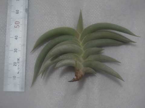 Tillandsia gilliesii