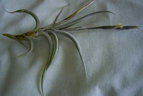 Tillandsia gilliesii