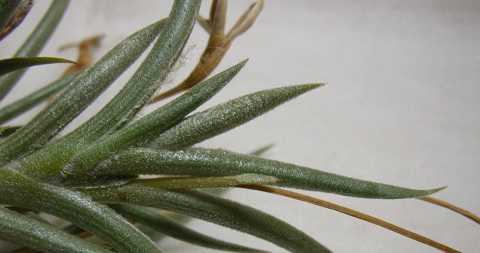 Tillandsia gilliesii