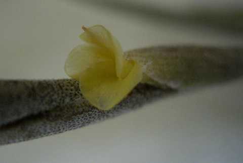Tillandsia gilliesii