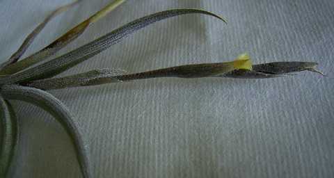 Tillandsia gilliesii