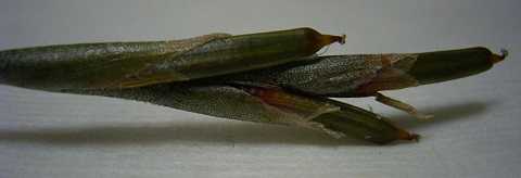 Tillandsia gilliesii