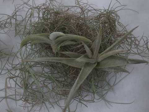 Tillandsia gilliesii subsp. polysticha