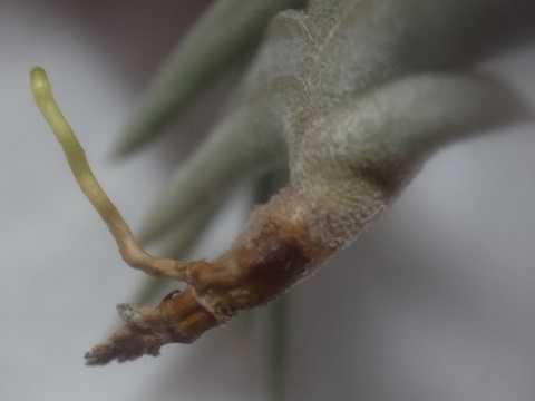 Tillandsia gilliesii