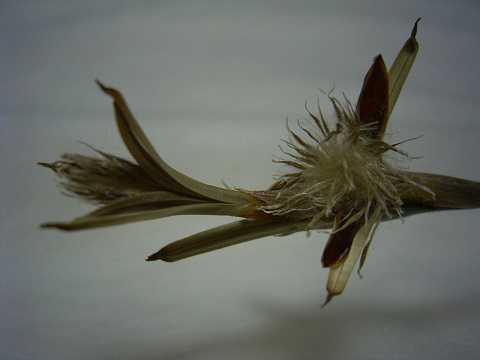 Tillandsia gilliesii