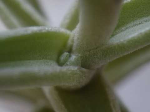 Tillandsia glabrior