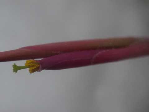 Tillandsia glabrior