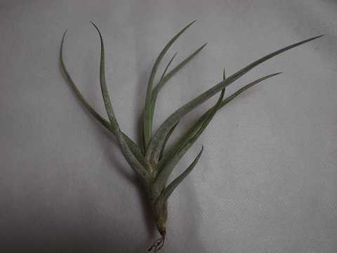 Tillandsia glabrior