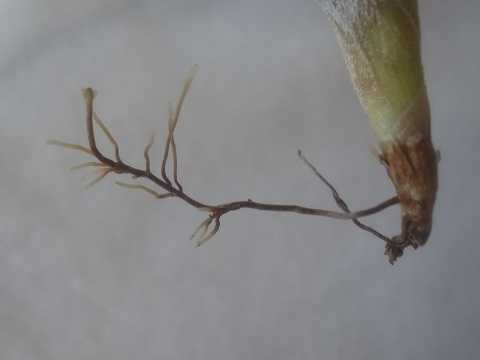 Tillandsia glabrior