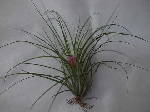 Tillandsia globosa