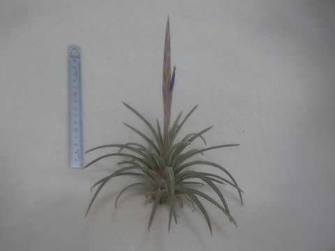 Tillandsia guerreroensis