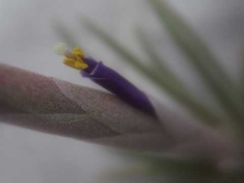 Tillandsia guerreroensis