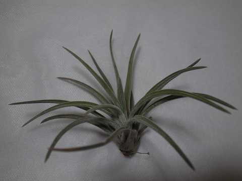 Tillandsia guerreroensis