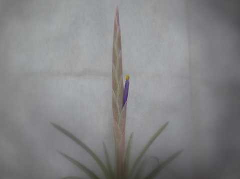 Tillandsia guerreroensis