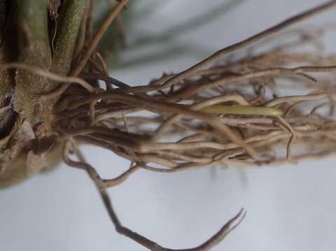 Tillandsia hammeri