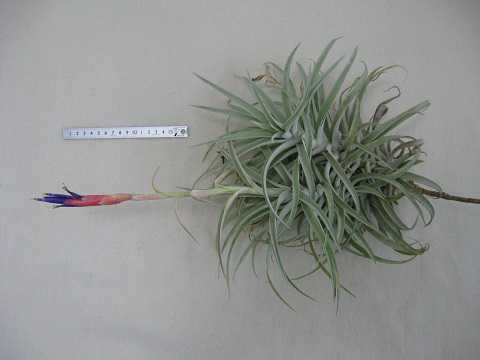Tillandsia harrisii