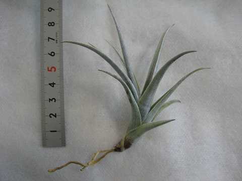 Tillandsia hegeri