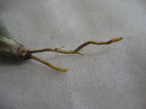 Tillandsia hegeri