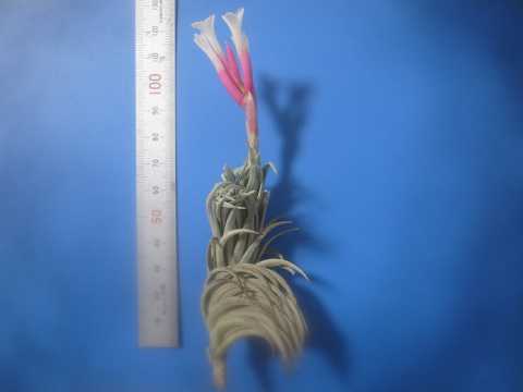 Tillandsia hilaireana