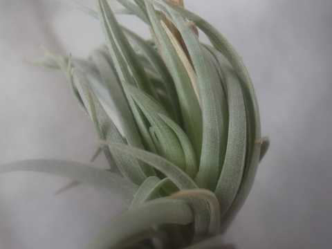 Tillandsia hilaireana