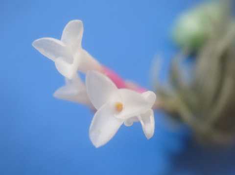 Tillandsia hilaireana