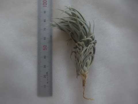 Tillandsia hilaireana