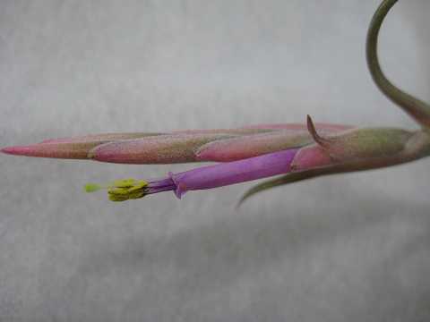 Tillandsia intermedia