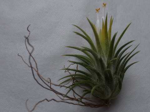 ティランジア イオナンタ 栽培品種 アルビノTillandsia ionantha 'Albino'- 開花株 -