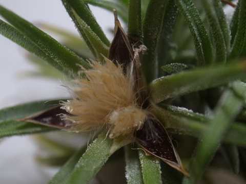 ティランジア イオナンタ 栽培品種 ドゥルイド