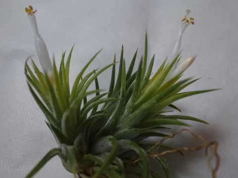 Tillandsia ionantha 'Druid'