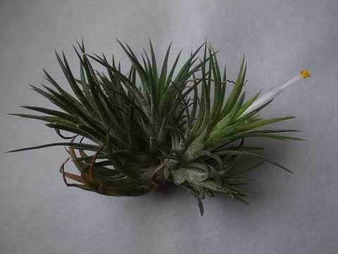 Tillandsia ionantha 'Druid'