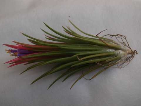 Tillandsia ionantha 'Fuego'