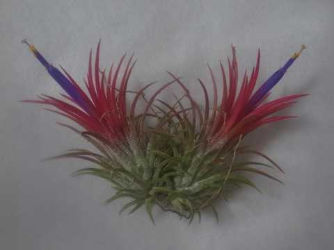 Tillandsia ionantha 'Fuego'