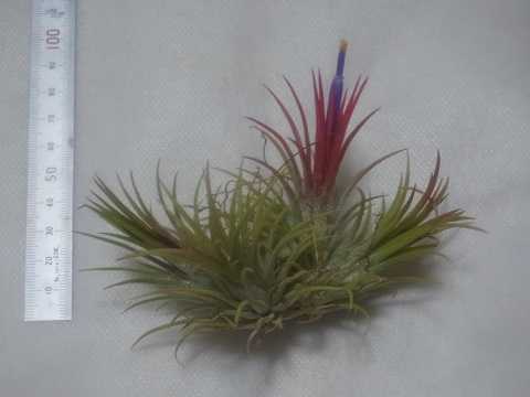 Tillandsia ionantha 'Fuego'