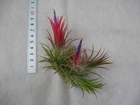 Tillandsia ionantha 'Fuego'