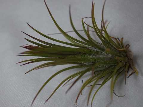 Tillandsia ionantha 'Fuego'