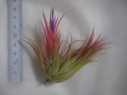 Tillandsia ionantha 'Fuego'