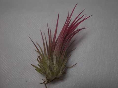 Tillandsia ionantha 'Fuego'