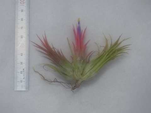 ティランジア イオナンタ 栽培品種 フエゴ