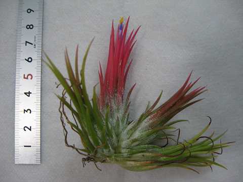 ティランジア イオナンタ 栽培品種 フエゴ