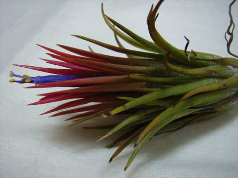 Tillandsia ionantha 'Fuego'