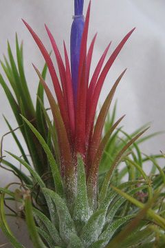 ティランジア イオナンタ 栽培品種 フエゴ