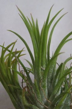 ティランジア イオナンタ 栽培品種 フエゴ