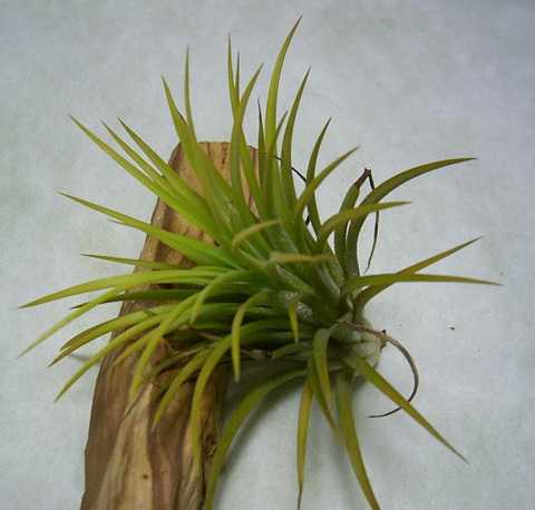 Tillandsia ionantha 'Druid'