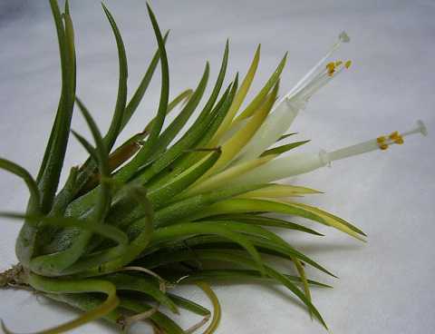Tillandsia ionantha 'Druid'