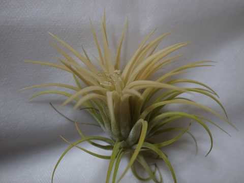 Tillandsia ionantha 'Druid'