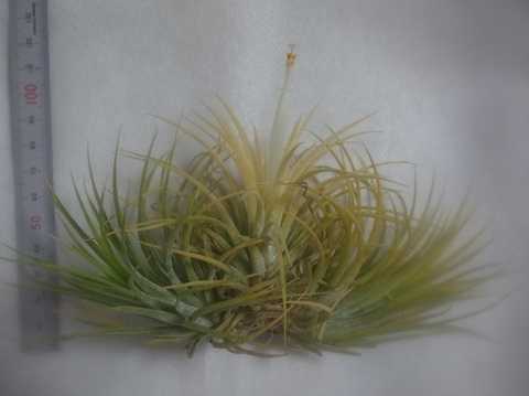Tillandsia ionantha 'Druid'