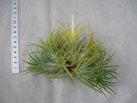 Tillandsia ionantha 'Druid'