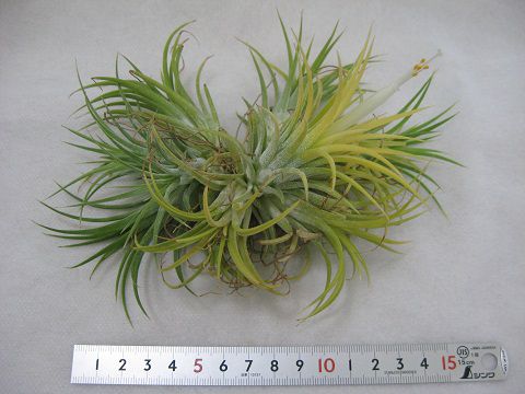 ティランジア イオナンタ 栽培品種 ドゥルイド