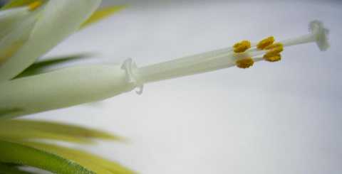 Tillandsia ionantha 'Druid'